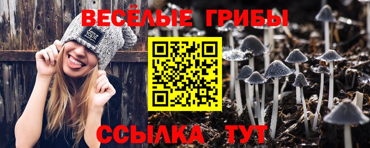 Галлюциногенные грибы Psilocybine cubensis Гуково